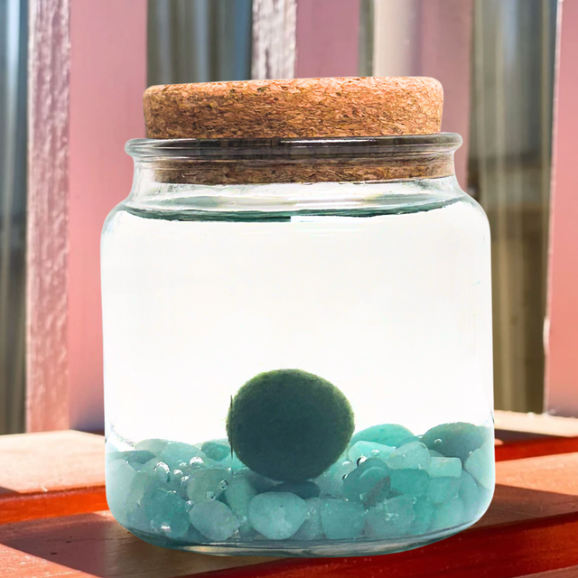 Plants | Fern & Flora