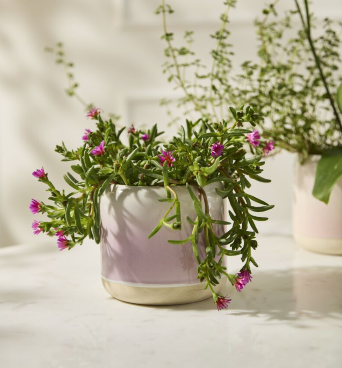 Plants | Fern & Flora