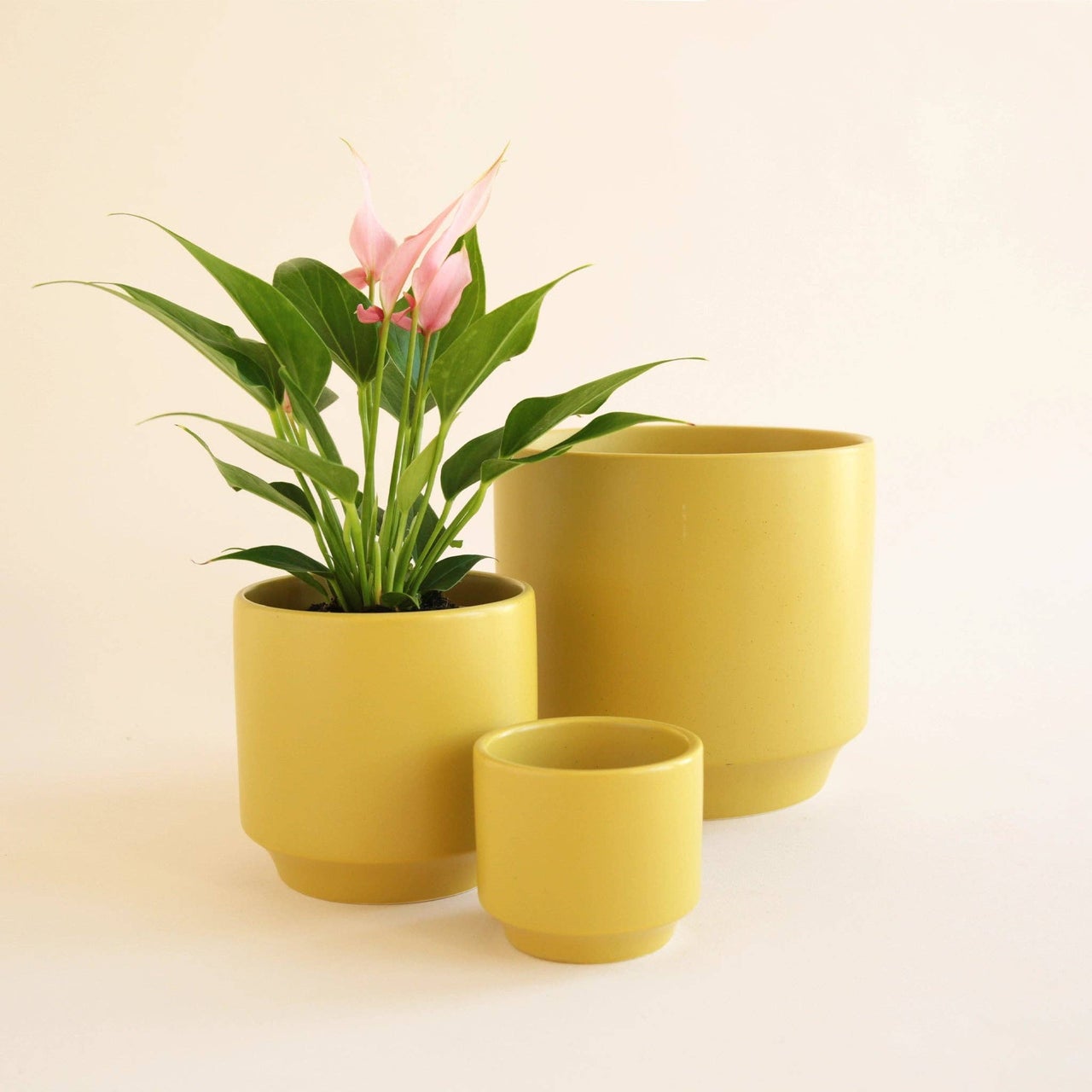 Plants | Fern & Flora